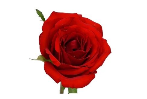 Ocuvit contine extract de trandafir